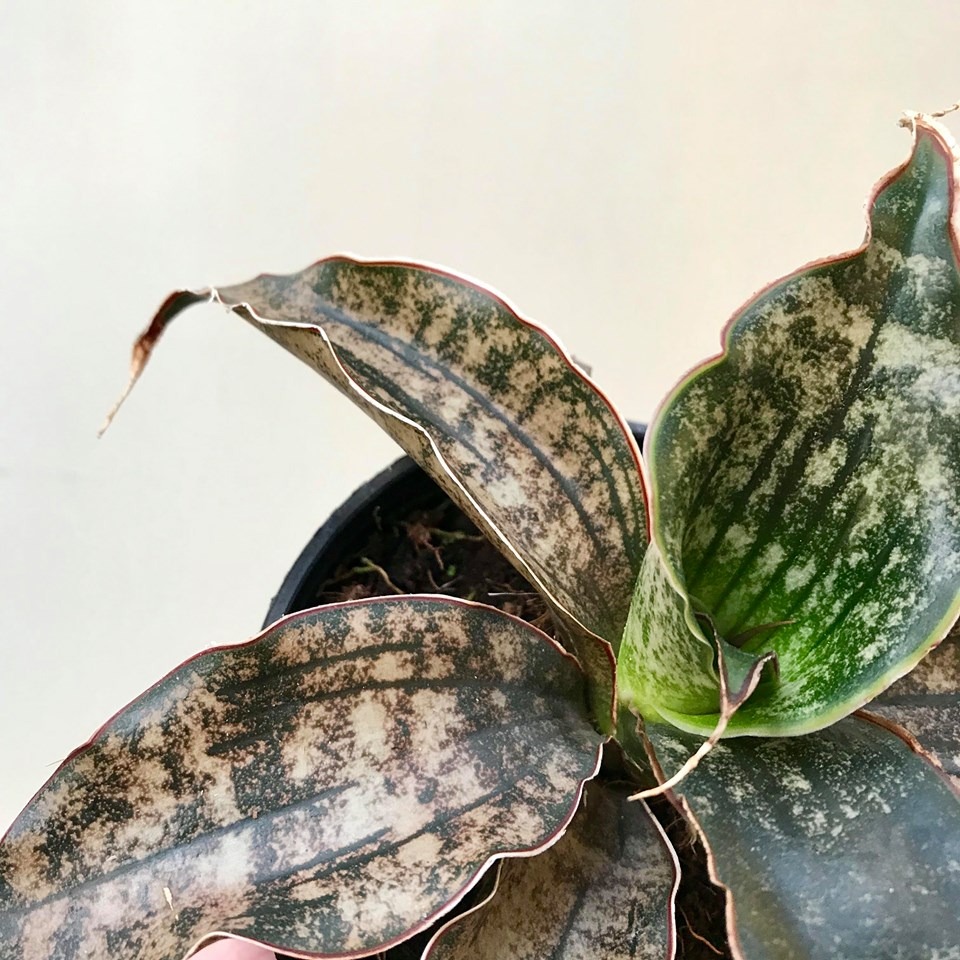 Sansevieria Canyon Granite - Special Plants - nelumbogarden