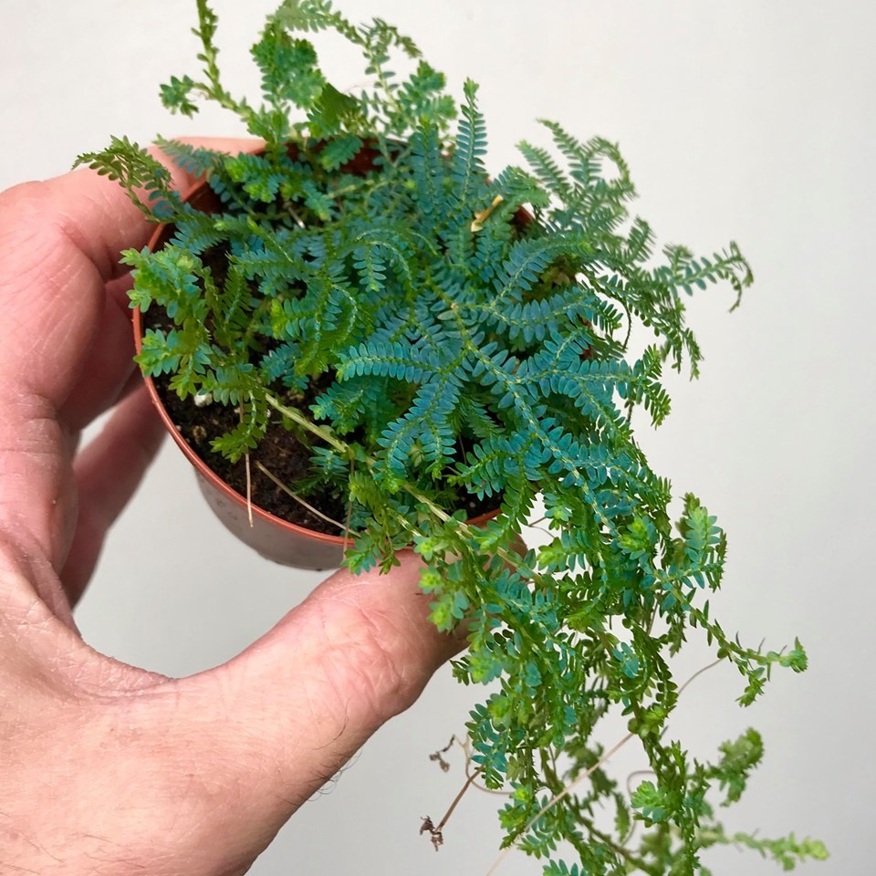 Selaginella Uncinata - Special Plants - nelumbogarden