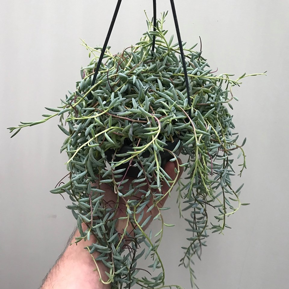 Senecio Hallianus - Special Plants - nelumbogarden