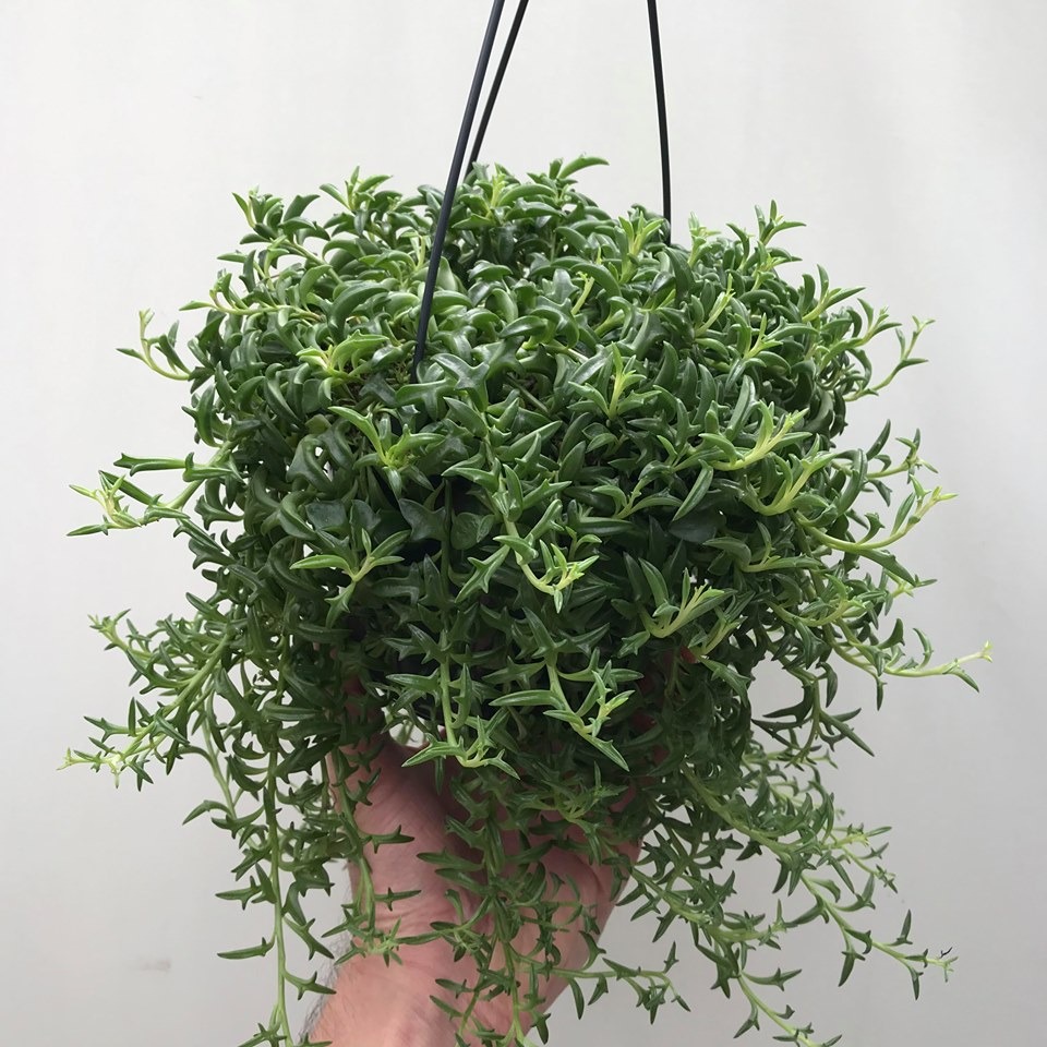 Senecio Peregrinus String Of Dolphins - Special Plants - nelumbogarden