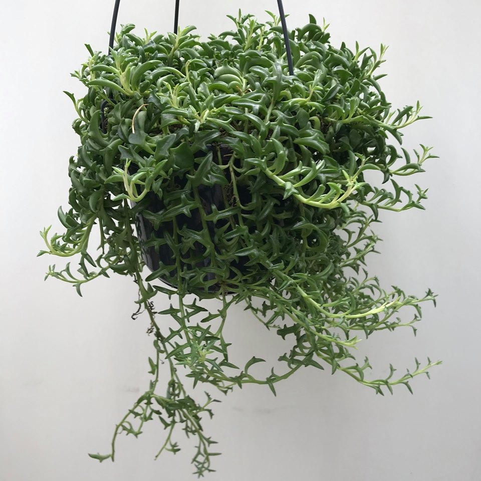 Senecio Peregrinus String Of Dolphins - Special Plants - nelumbogarden