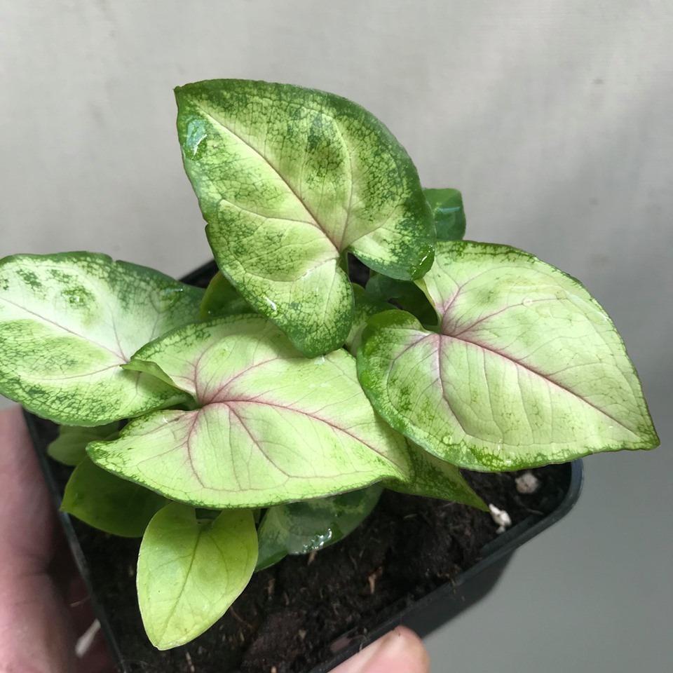 pink syngonium allusion plants special