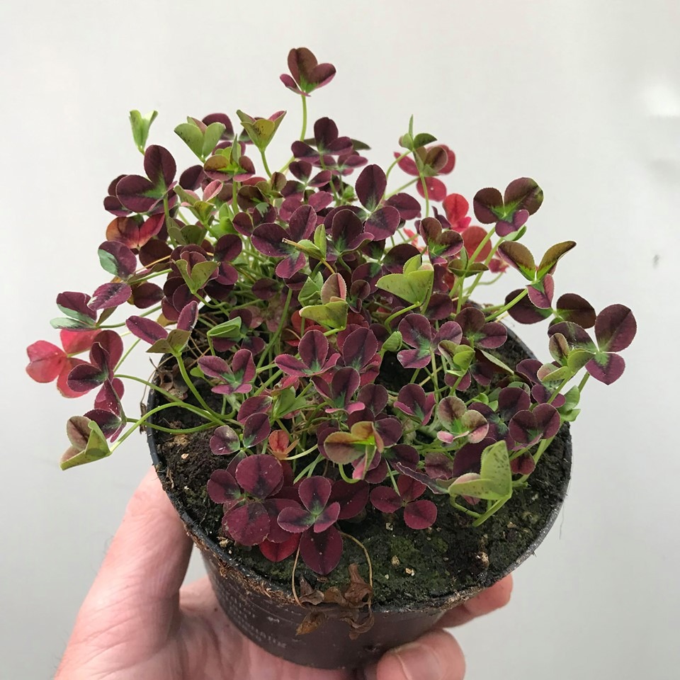 Trifolium Repens Isabella - Various Plants - nelumbogarden