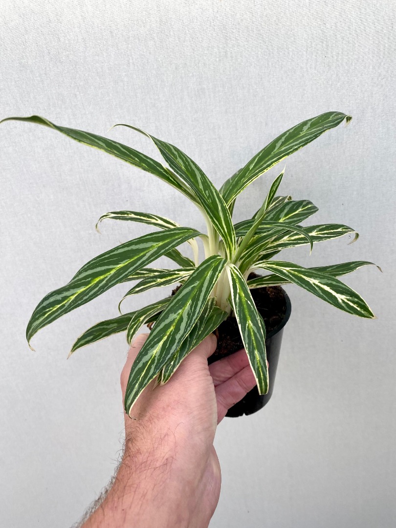 Aglaonema Zebra Feathers - Special Plants - nelumbogarden